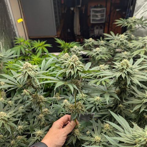 Candied Organges growlog timeline photo