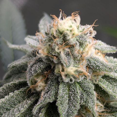 Candied Organges growlog timeline photo