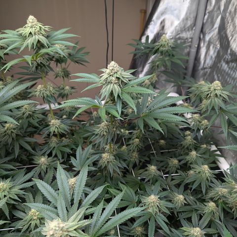 Candied Organges growlog timeline photo