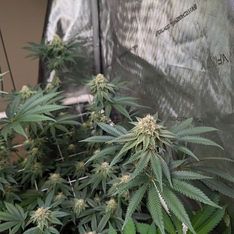 Candied Organges growlog timeline photo