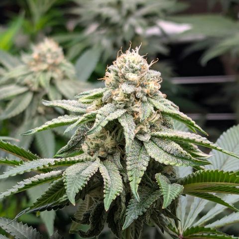 Candied Organges growlog timeline photo