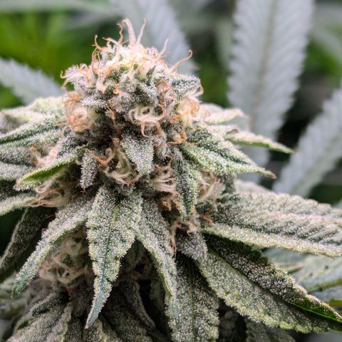 Candied Organges growlog timeline photo