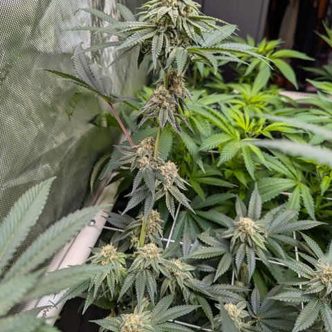Candied Organges growlog timeline photo