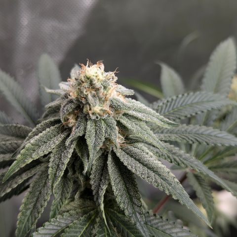 Candied Organges growlog timeline photo