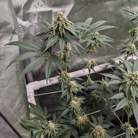 Candied Organges growlog timeline photo