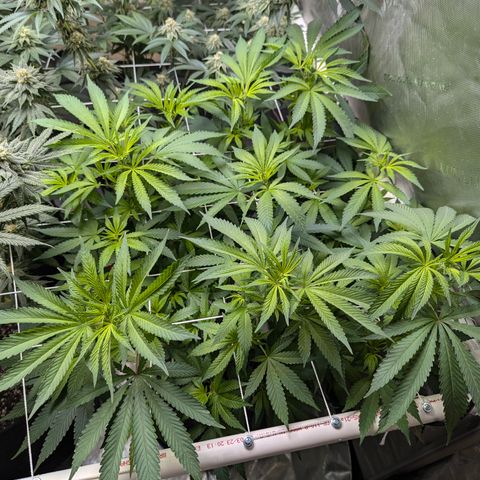 Champaya #5 growlog timeline photo
