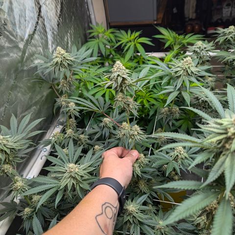 Champaya #5 growlog timeline photo