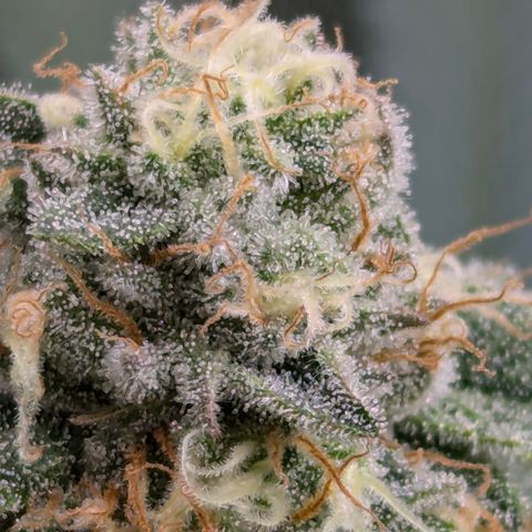Candied Organges growlog timeline photo