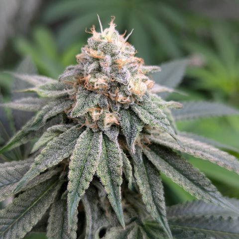 Candied Organges growlog timeline photo