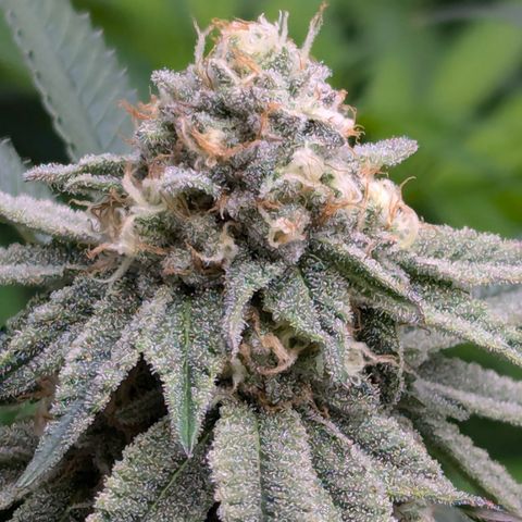 Candied Organges growlog timeline photo