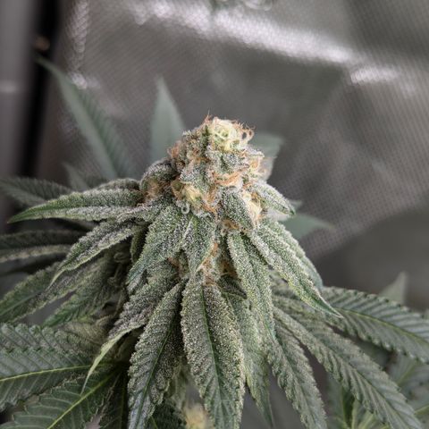 Candied Organges growlog timeline photo
