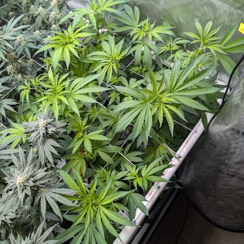 Champaya #5 growlog timeline photo