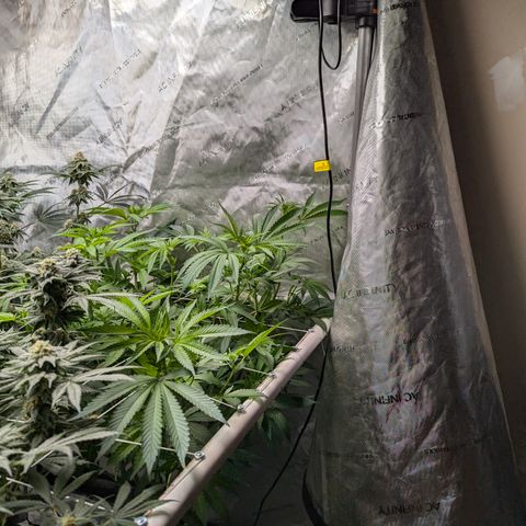 Champaya #5 growlog timeline photo