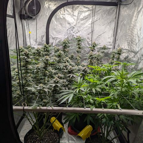 Champaya #5 growlog timeline photo