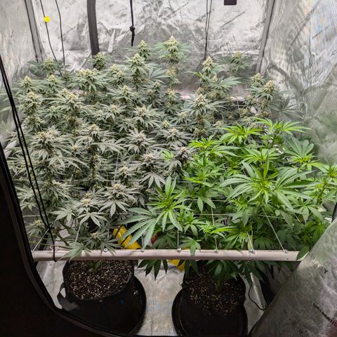 Champaya #5 growlog timeline photo