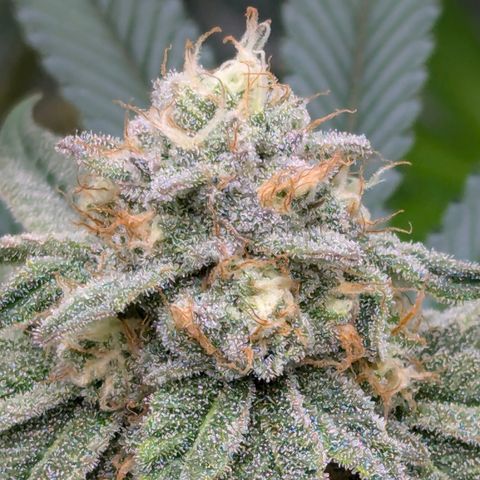 Candied Organges growlog timeline photo