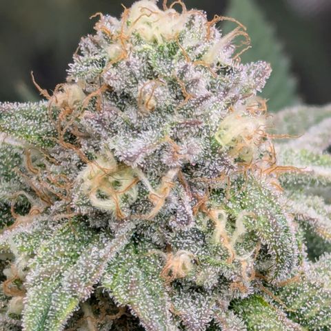 Candied Organges growlog timeline photo
