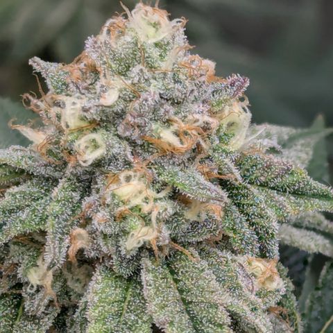 Candied Organges growlog timeline photo