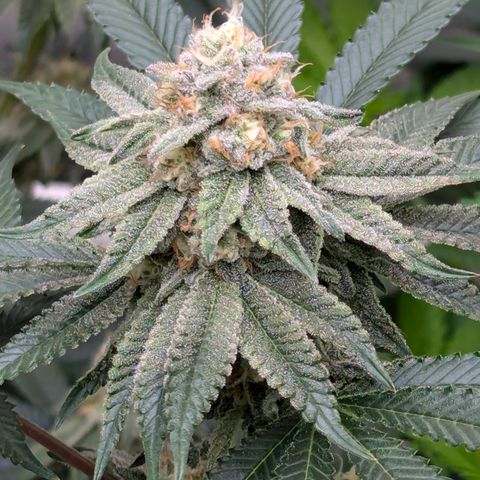 Candied Organges growlog timeline photo