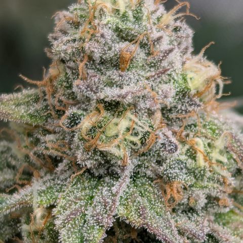 Candied Organges growlog timeline photo