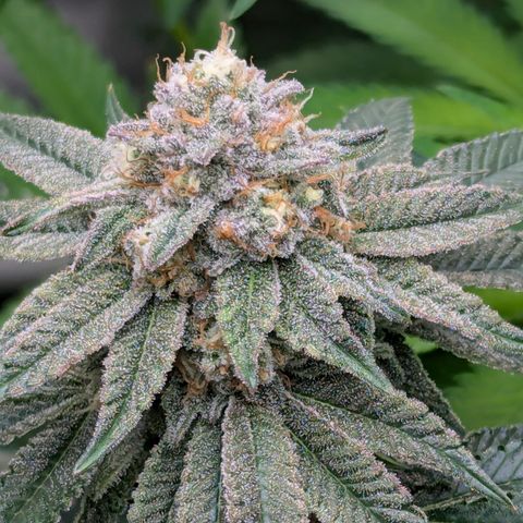Candied Organges growlog timeline photo