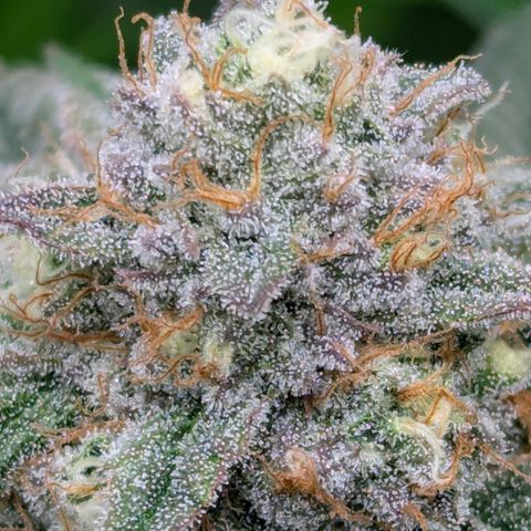 Candied Organges growlog timeline photo
