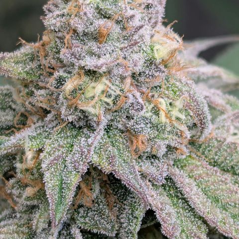 Candied Organges growlog timeline photo