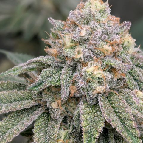 Candied Organges growlog timeline photo