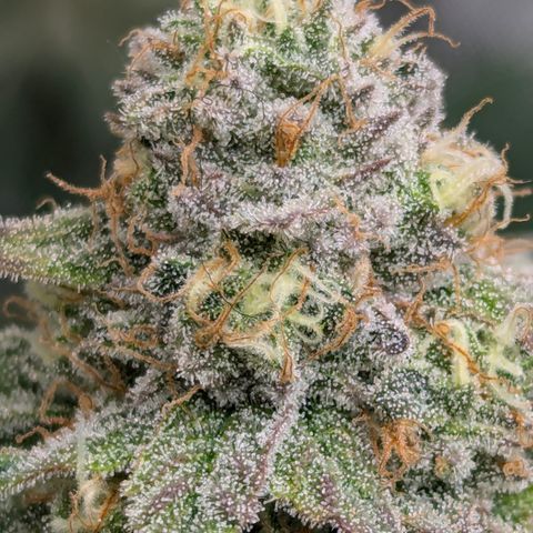 Candied Organges growlog timeline photo