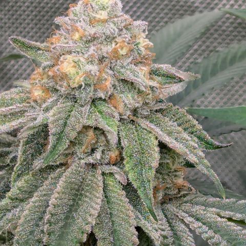 Candied Organges growlog timeline photo