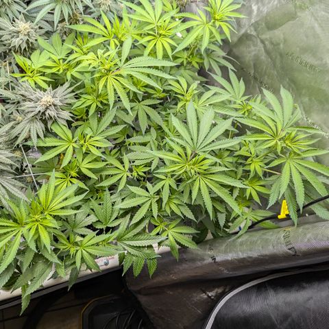 Champaya #5 growlog timeline photo