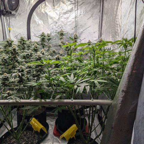 Champaya #5 growlog timeline photo