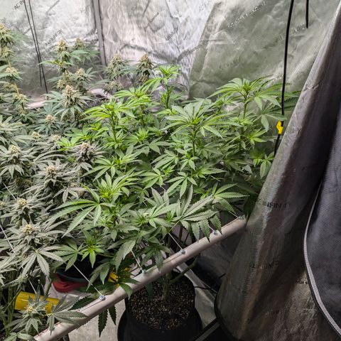 Champaya #5 growlog timeline photo