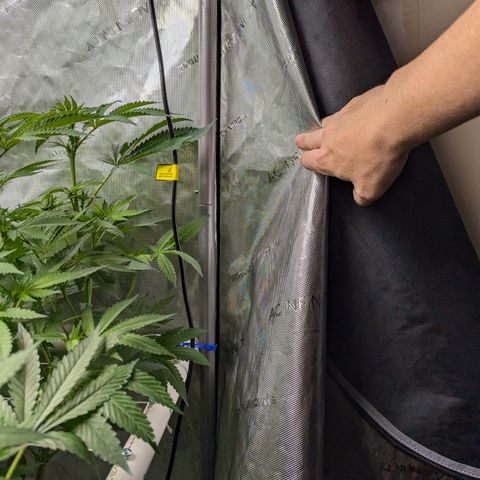 Champaya #5 growlog timeline photo