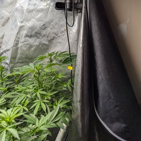Champaya #5 growlog timeline photo
