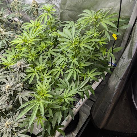 Champaya #5 growlog timeline photo