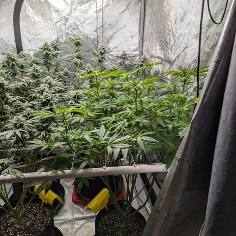 Champaya #5 growlog timeline photo