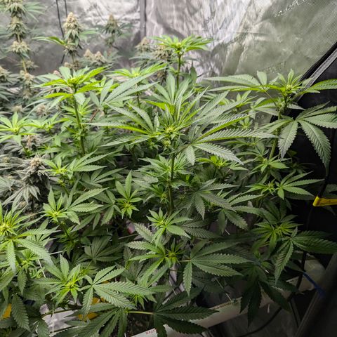 Champaya #5 growlog timeline photo