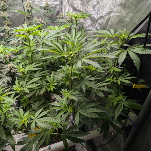 Champaya #5 growlog timeline photo