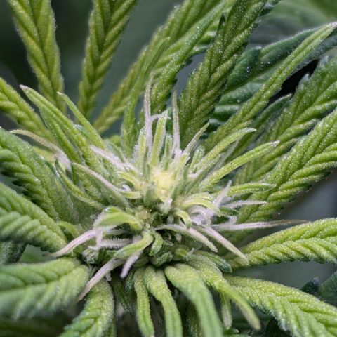 Champaya #5 growlog timeline photo