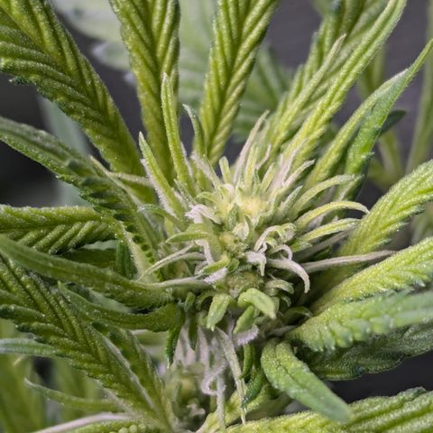 Champaya #5 growlog timeline photo