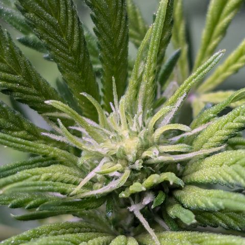 Champaya #5 growlog timeline photo