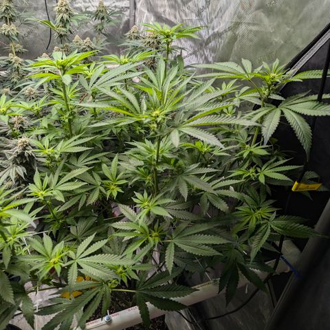 Champaya #5 growlog timeline photo