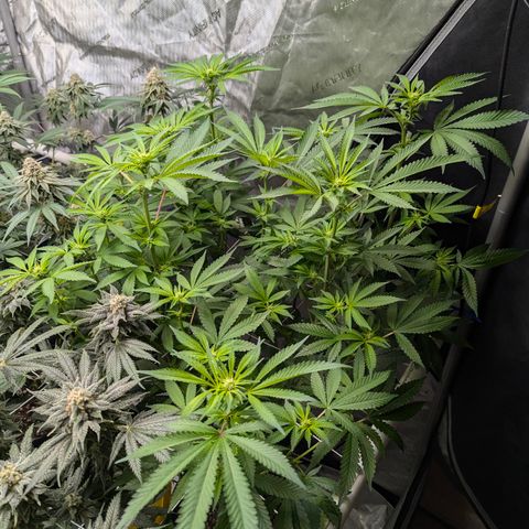 Champaya #5 growlog timeline photo