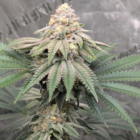 Candied Organges growlog timeline photo