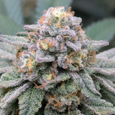 Candied Organges growlog timeline photo
