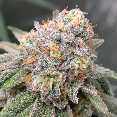 Candied Organges growlog timeline photo
