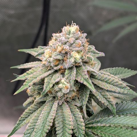 Candied Organges growlog timeline photo