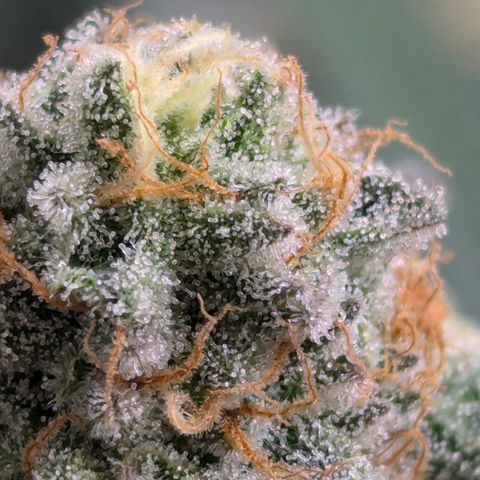 Candied Organges growlog timeline photo