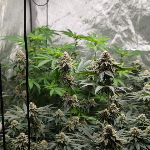 Candied Organges growlog timeline photo